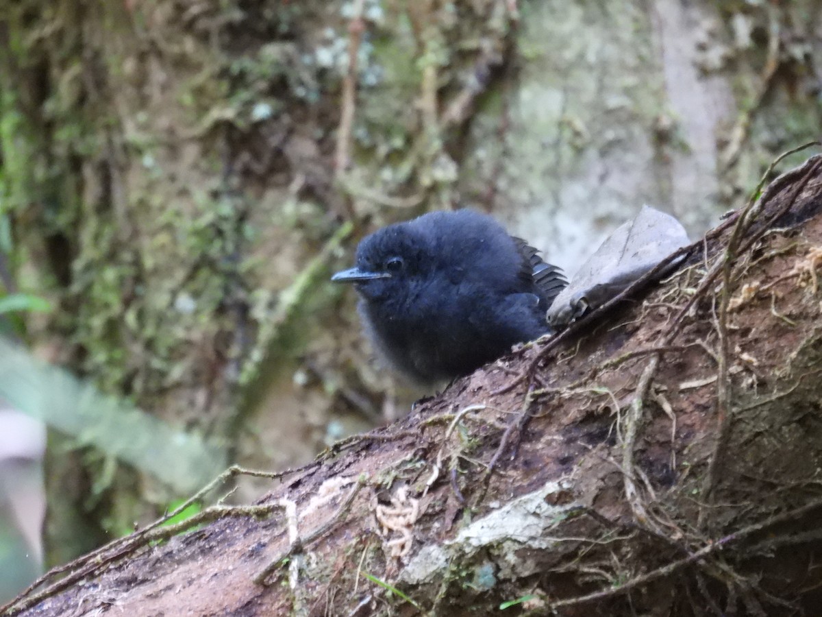 antbird sp. - ML645640800