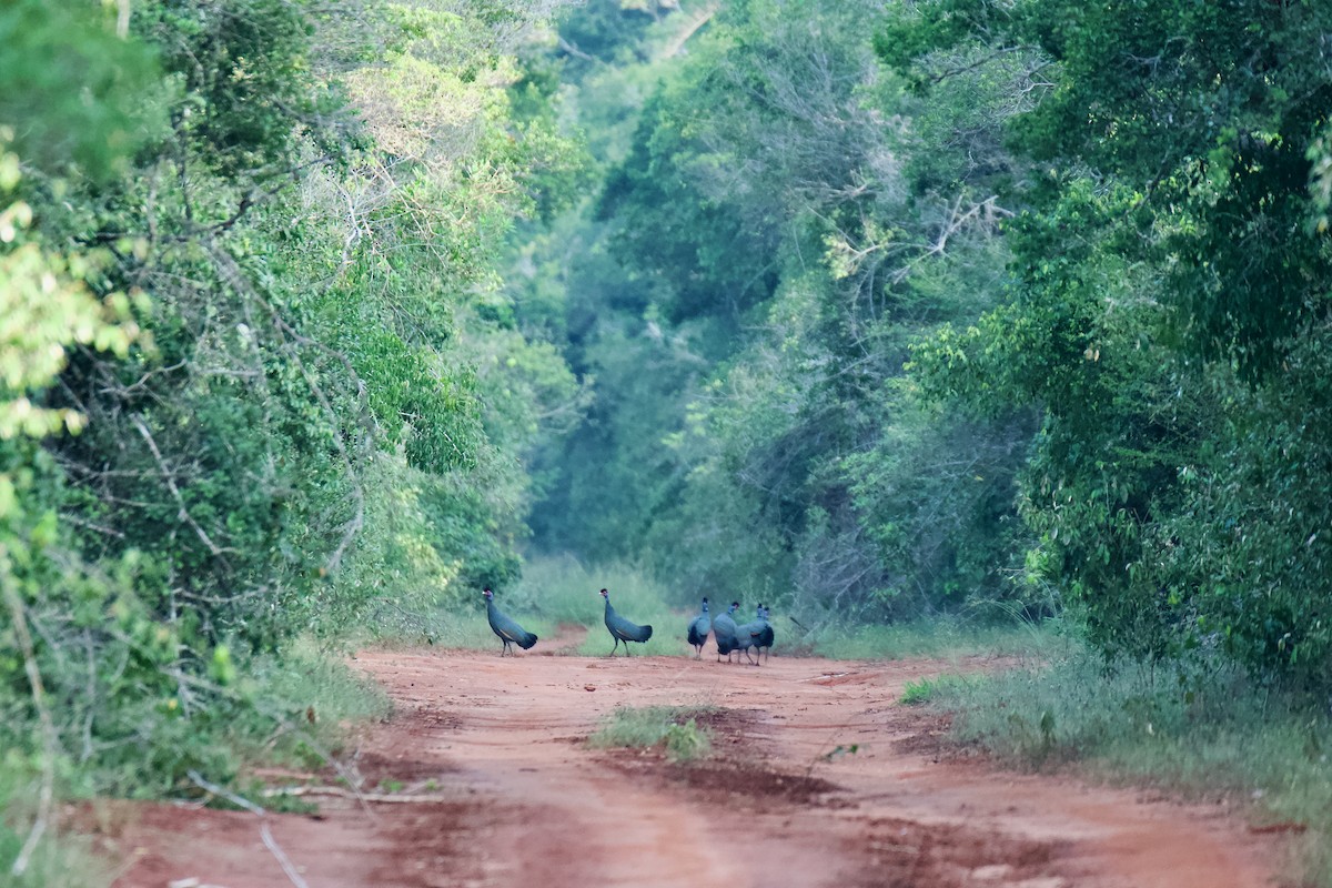 Eastern Crested Guineafowl - ML645640804