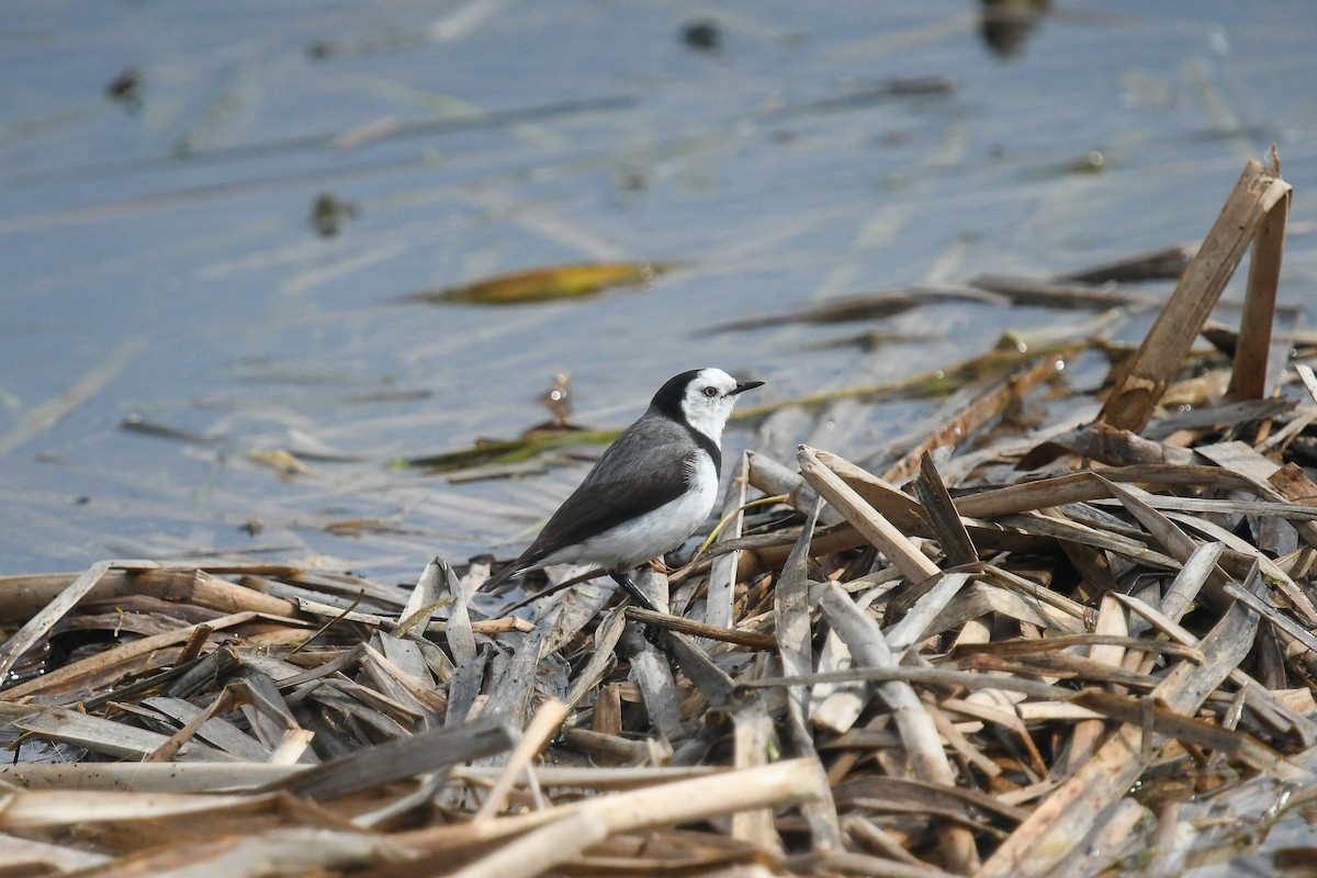 White-fronted Chat - ML645640814