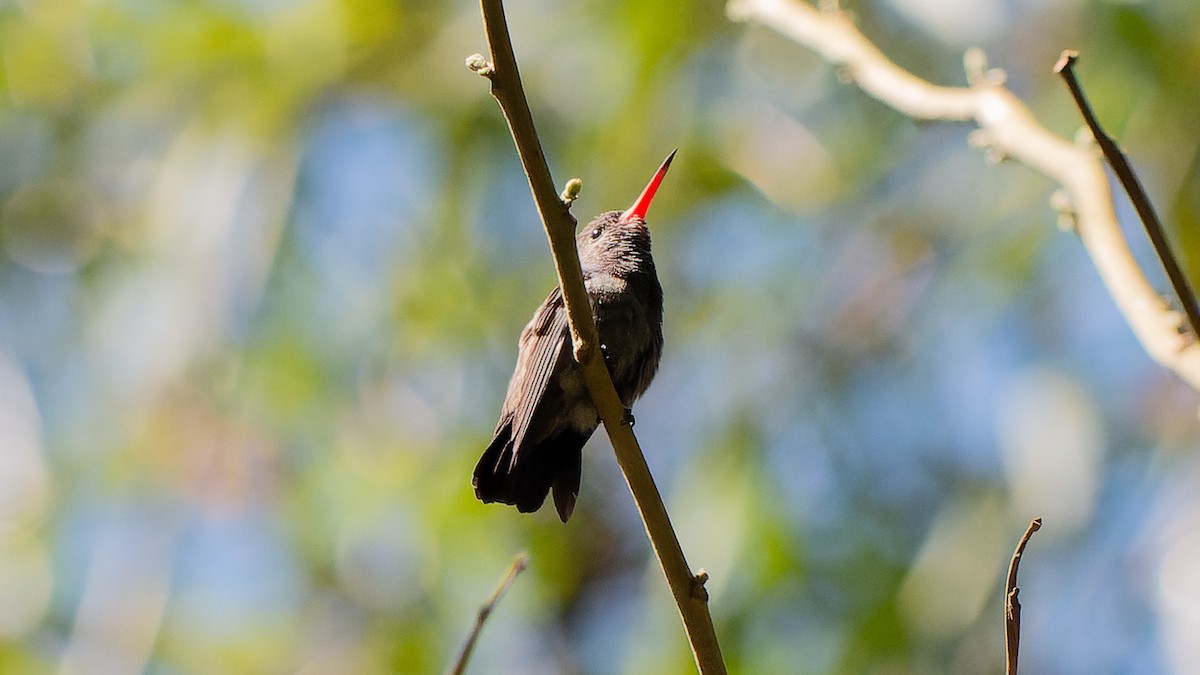 White-chinned Sapphire - ML645640832