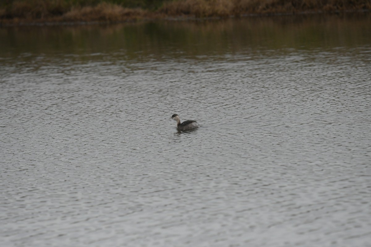 Hoary-headed Grebe - ML645640852