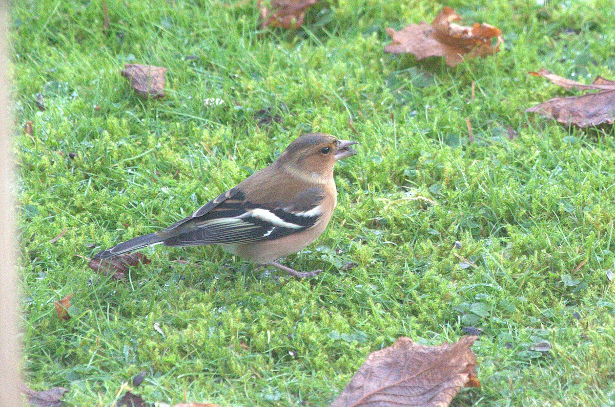 Common Chaffinch - ML645640854
