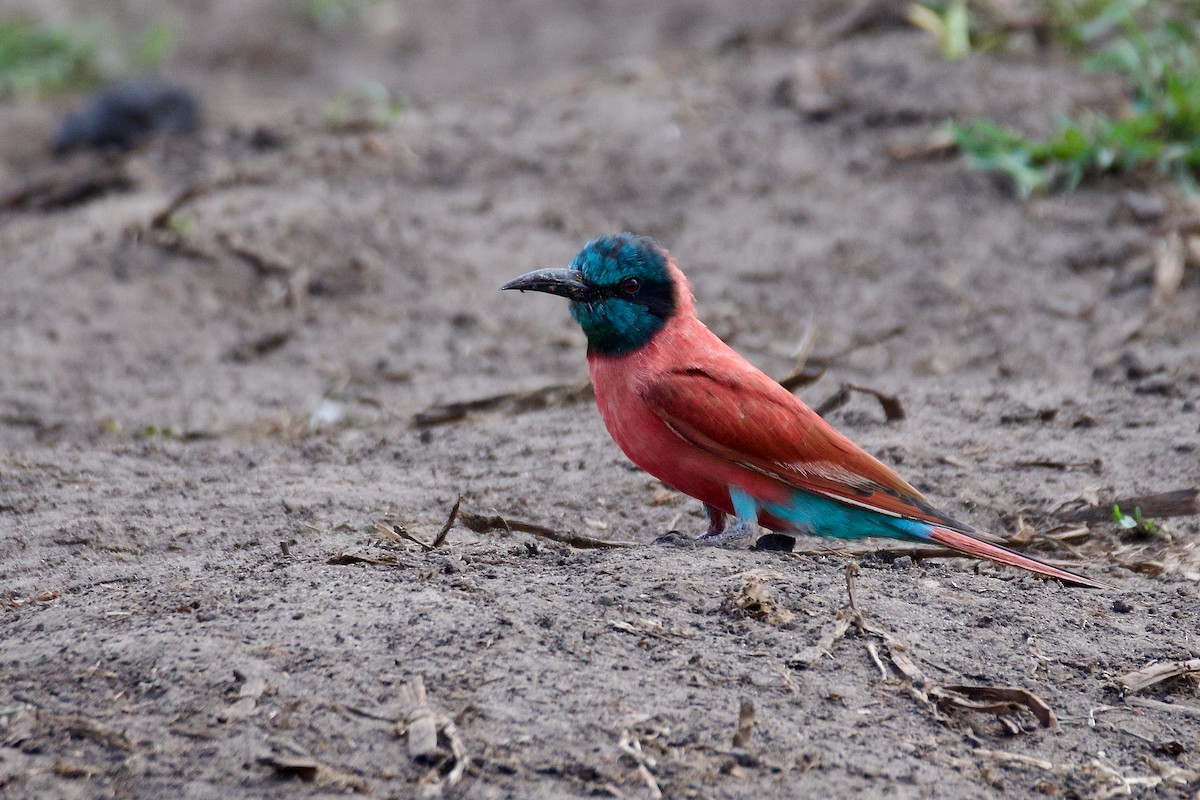 שרקרק ורוד - ML645640859