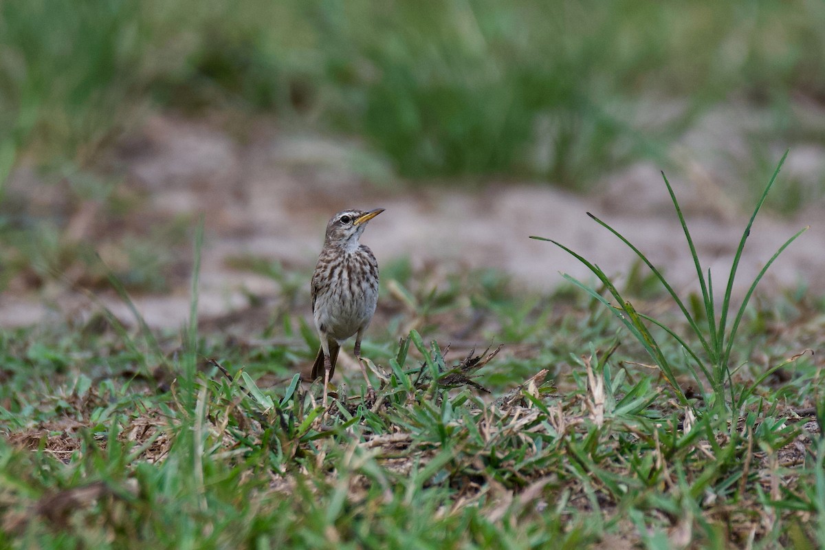 Malindi Pipit - ML645640861