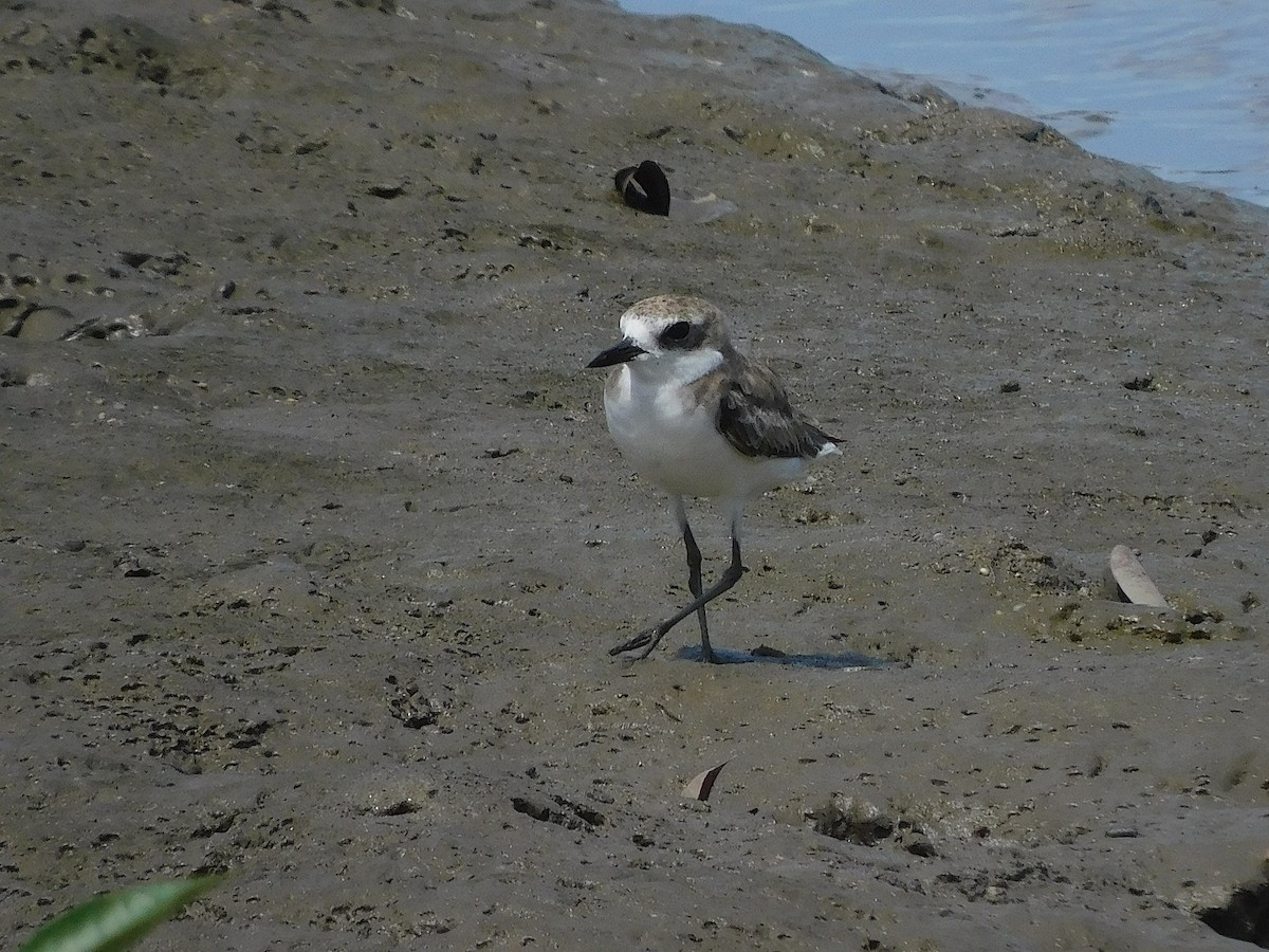 Greater Sand-Plover - ML645640871