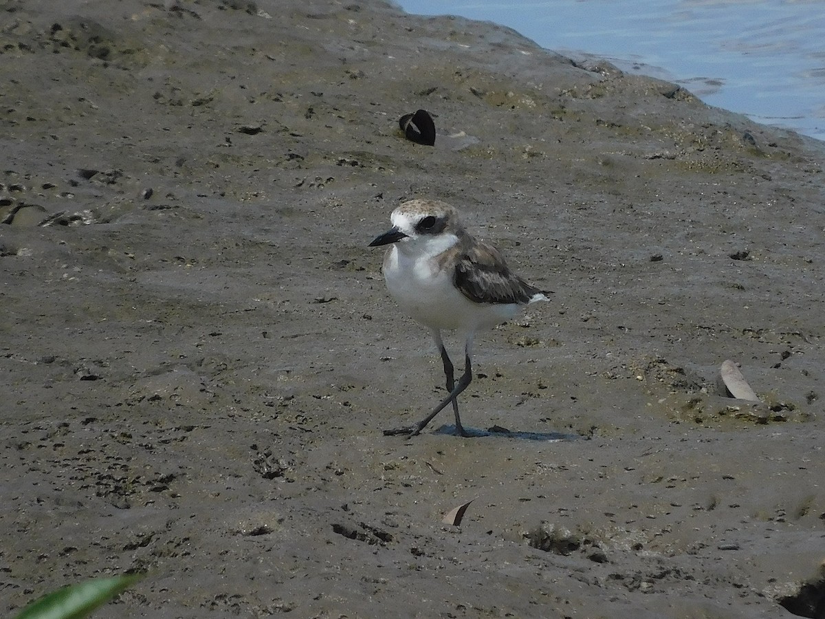Greater Sand-Plover - ML645640872