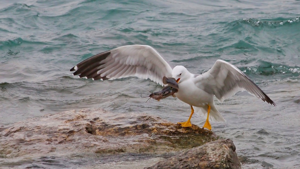 Armenian Gull - ML645640874