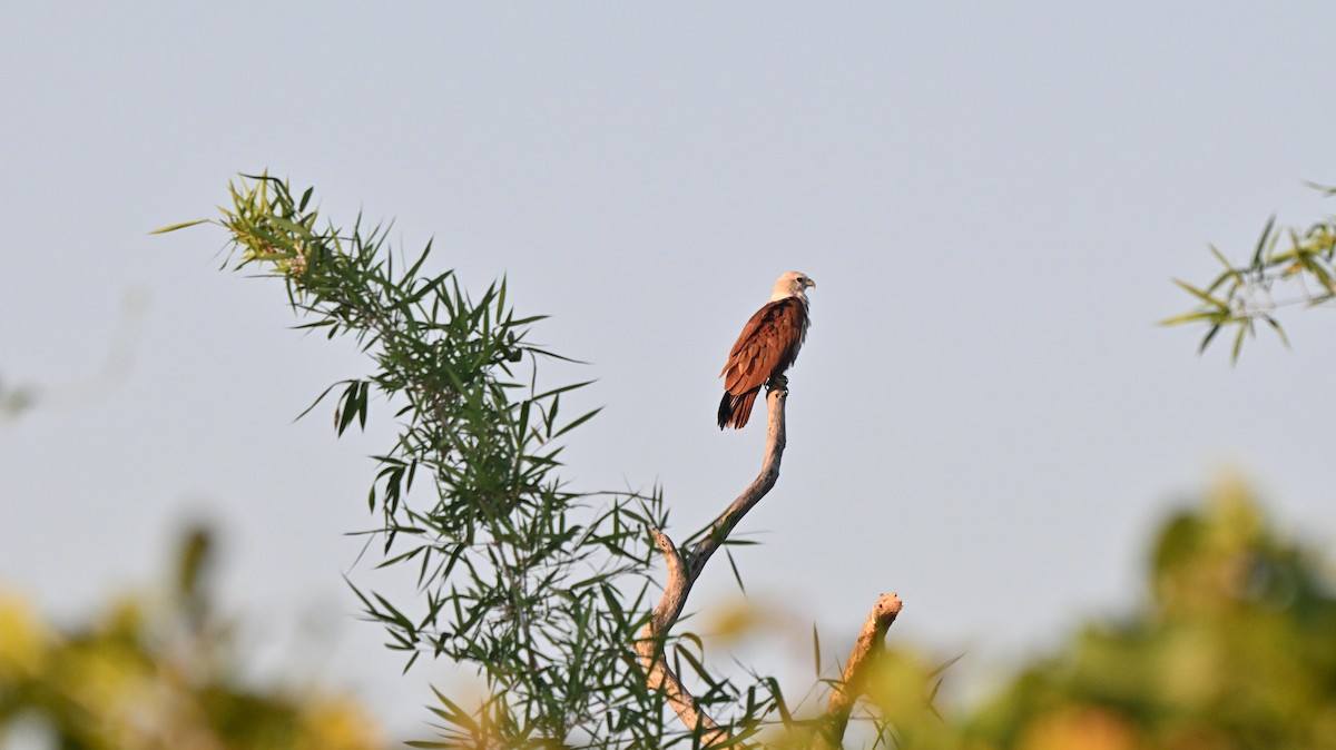 Brahminy Kite - ML645640879