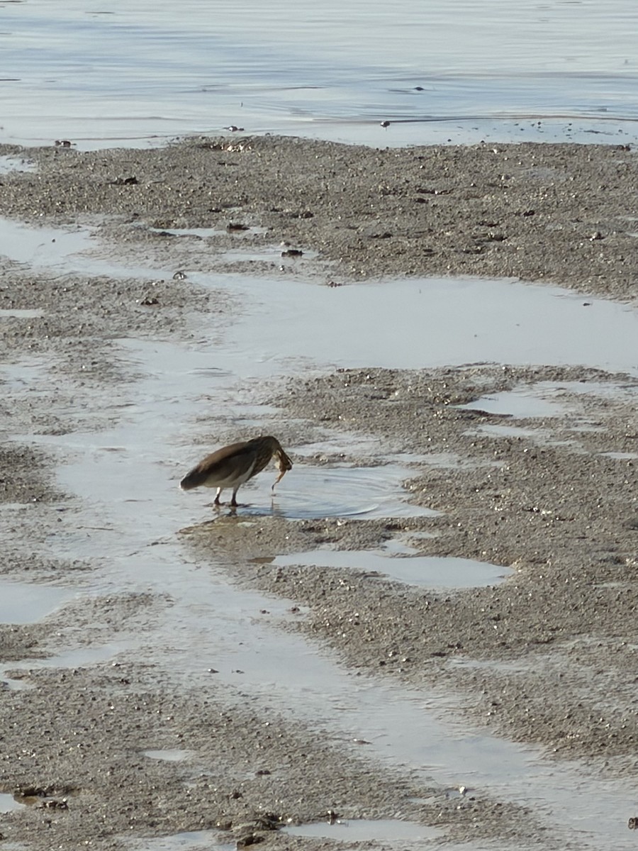 Chinese Pond-Heron - ML645640880