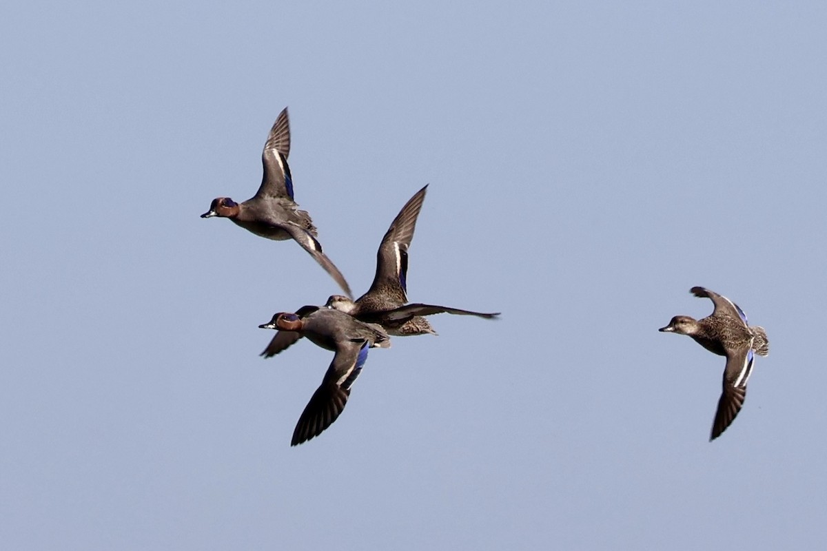 Green-winged Teal (Eurasian) - ML645640881