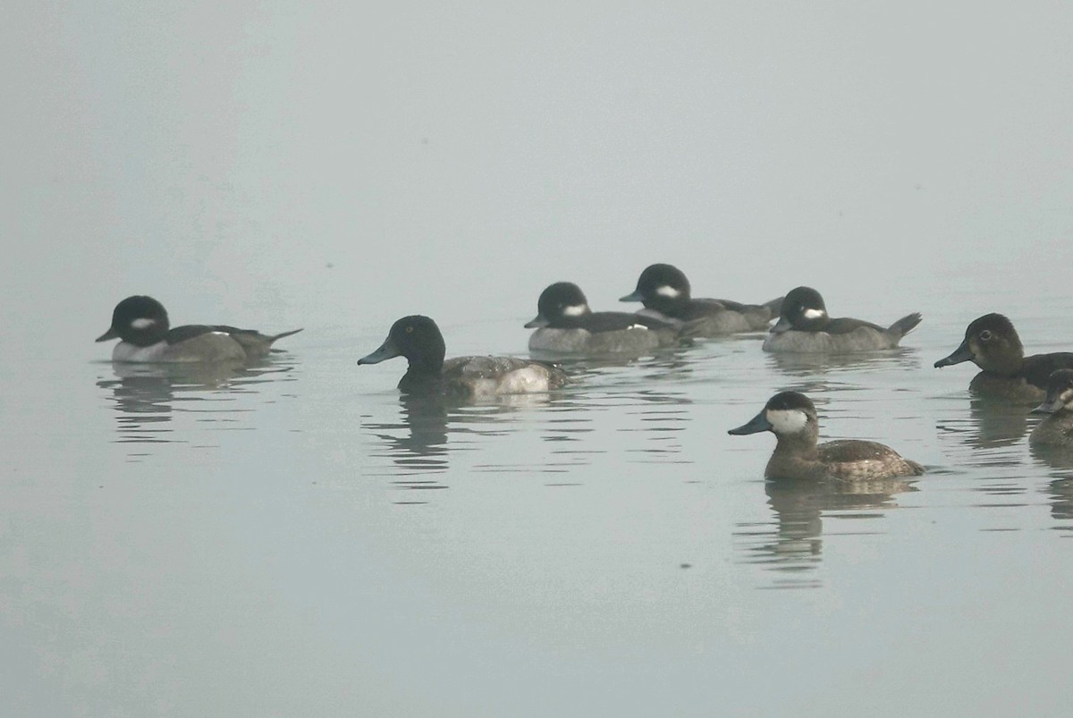 Bufflehead - ML645640882