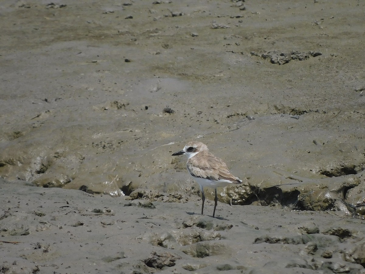 Greater Sand-Plover - ML645640883