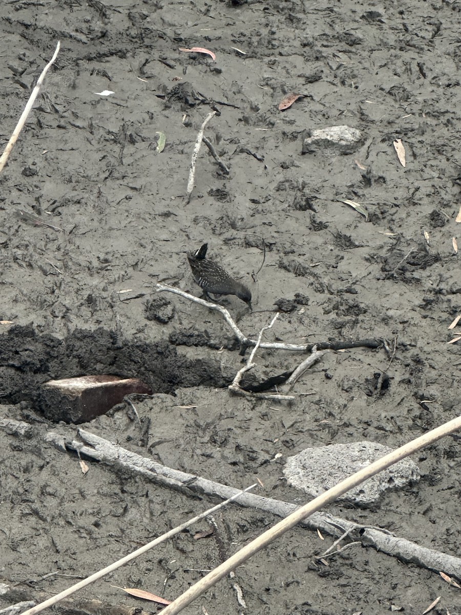 Australian Crake - ML645640886