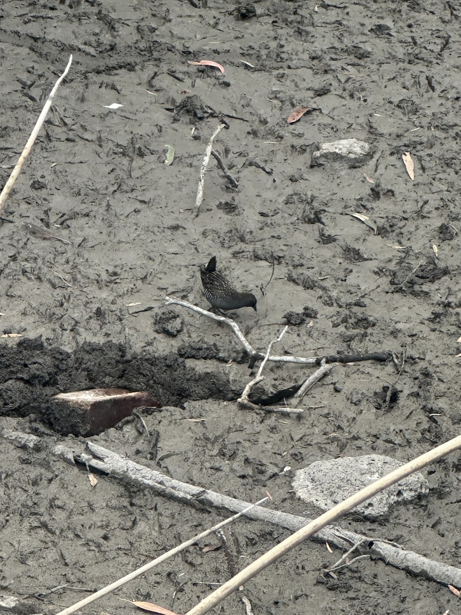 Australian Crake - ML645640887