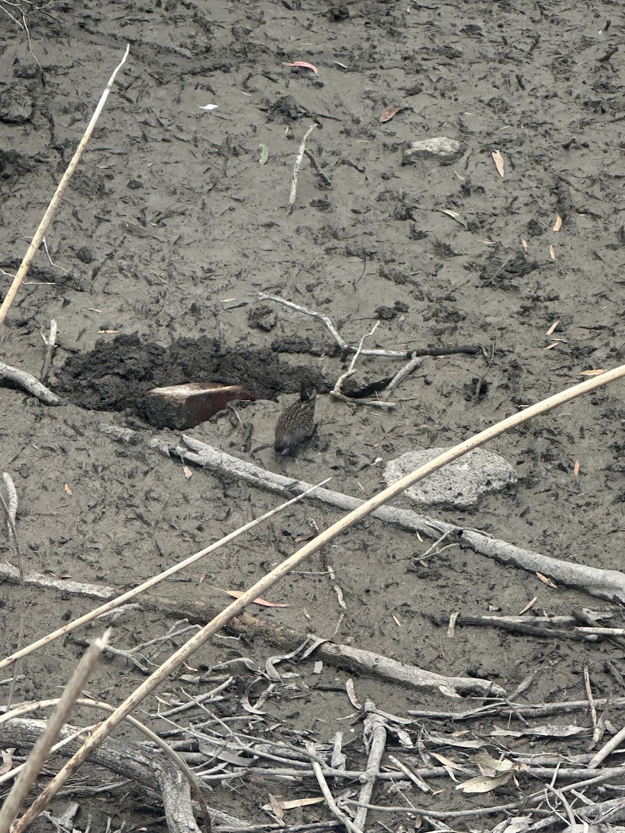 Australian Crake - ML645640888
