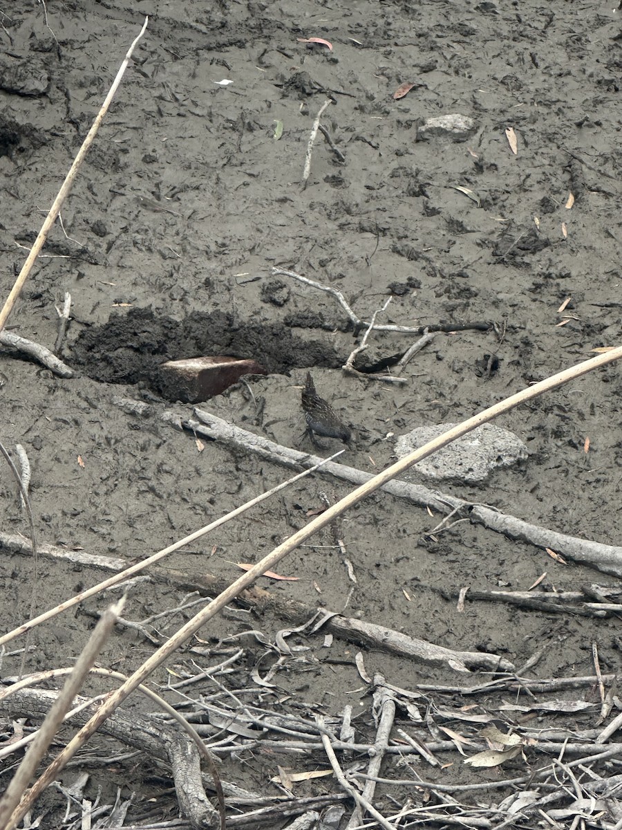 Australian Crake - ML645640889