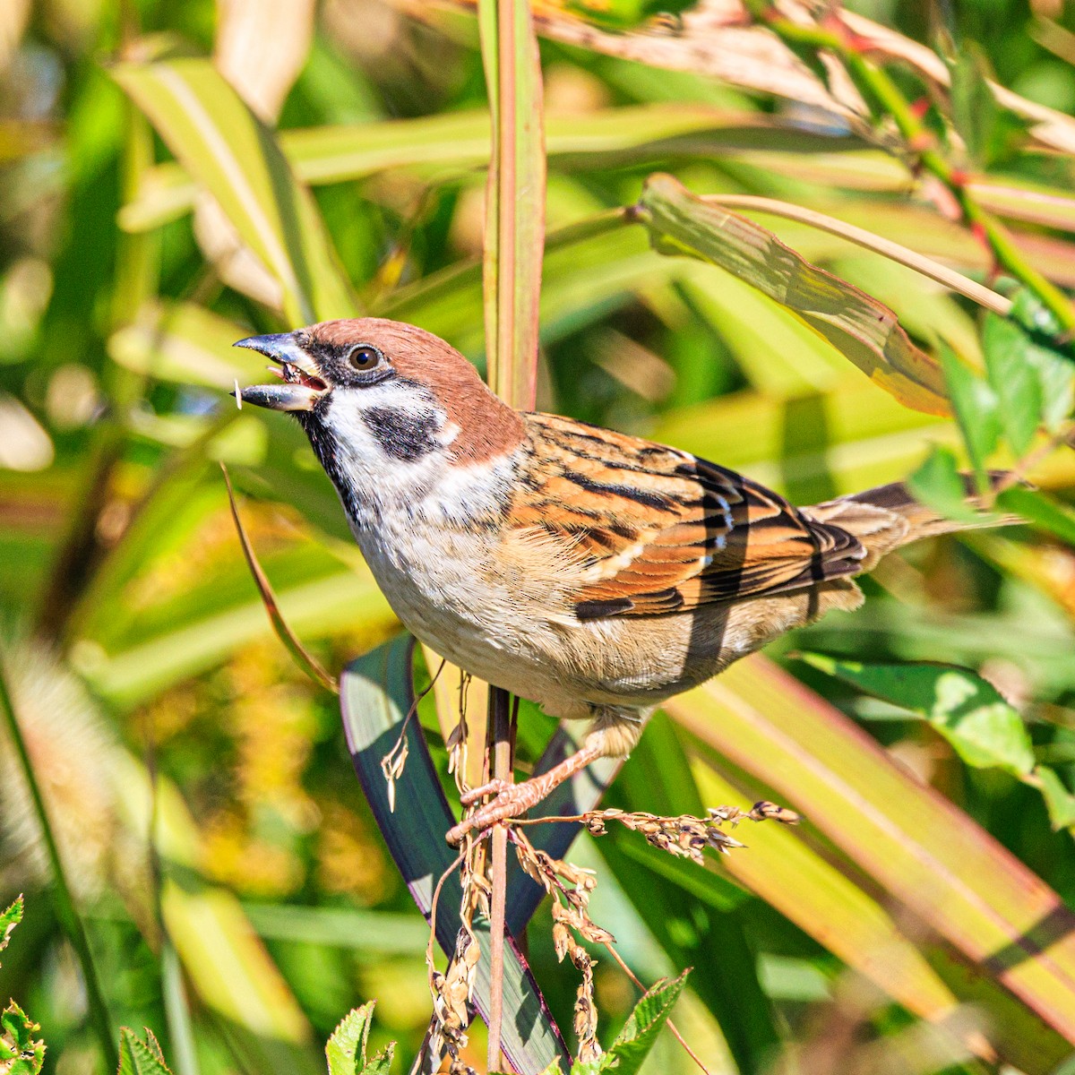 Eurasian Tree Sparrow - ML645640891