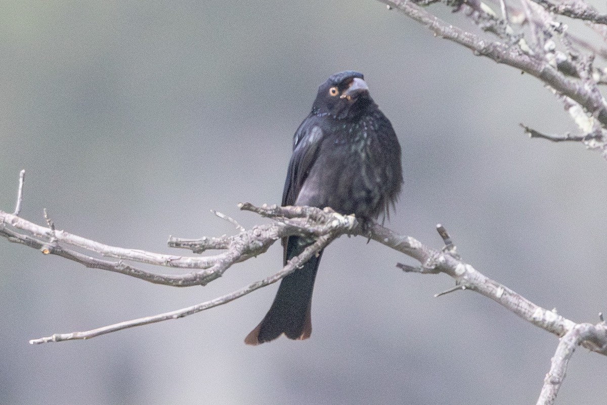 Spangled Drongo - ML645640896