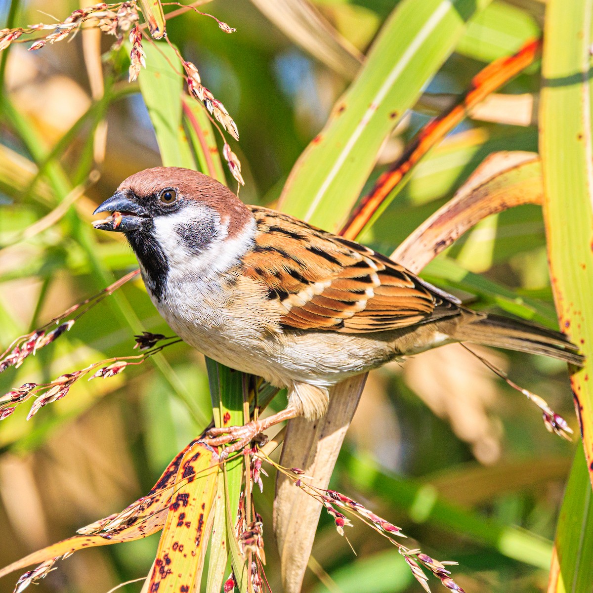 Eurasian Tree Sparrow - ML645640897