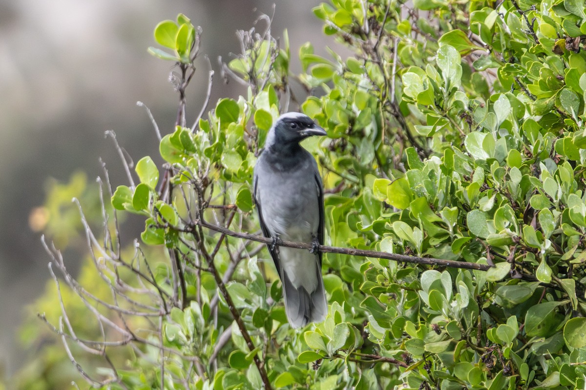 Black-faced Cuckooshrike - ML645640903