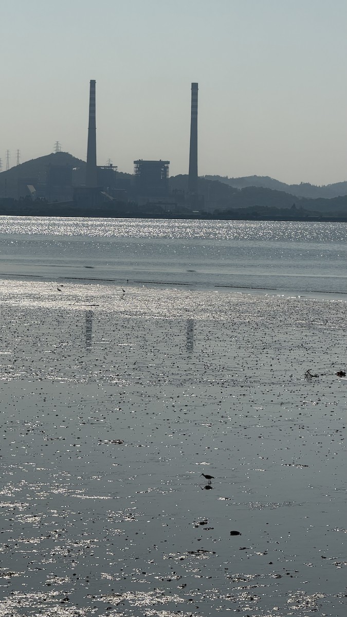 Eurasian Curlew - ML645640904