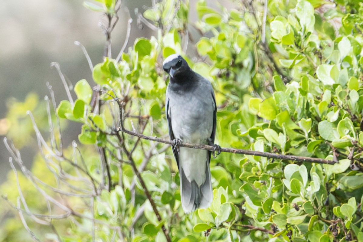 Black-faced Cuckooshrike - ML645640906