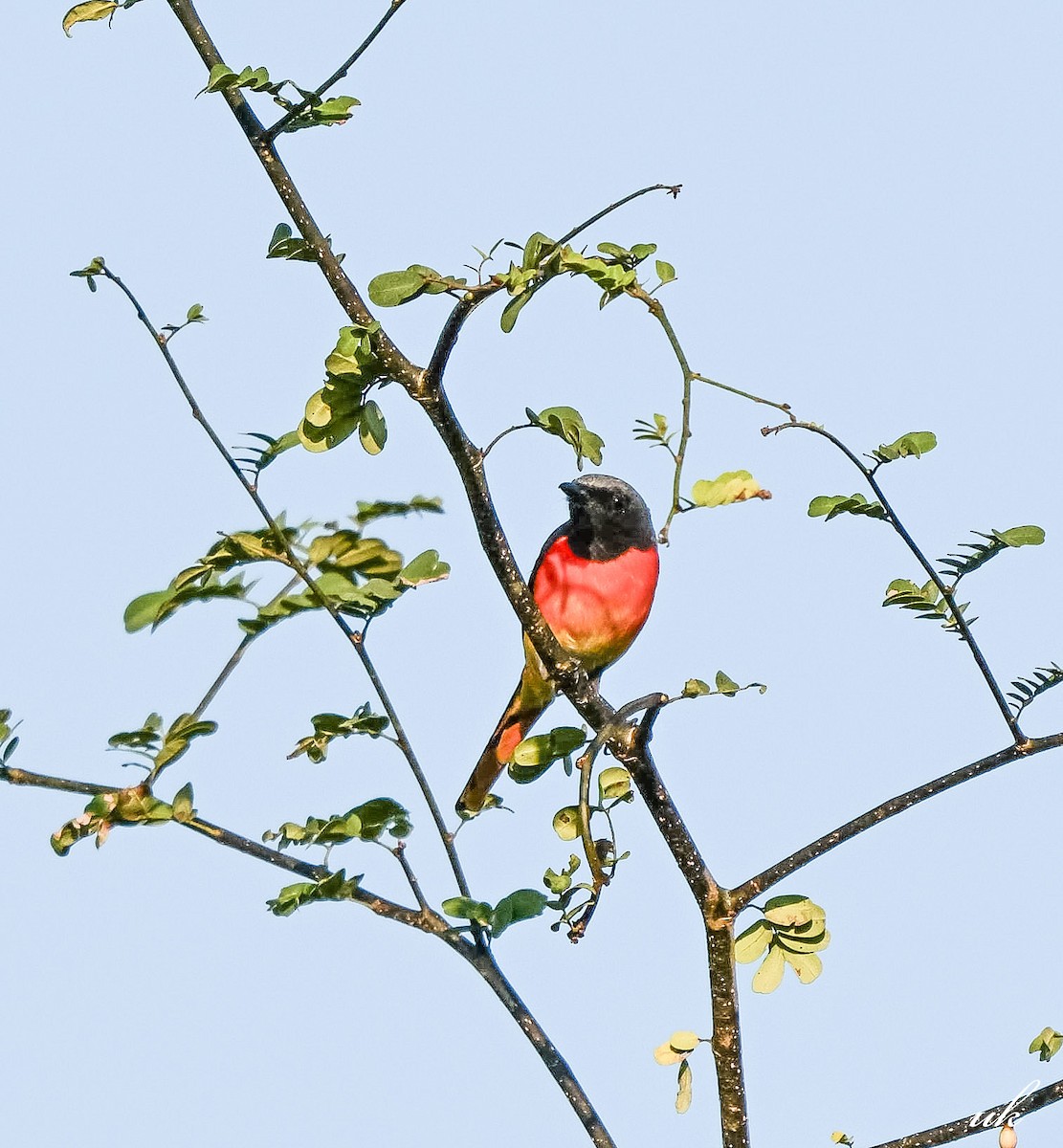Small Minivet - ML645640907
