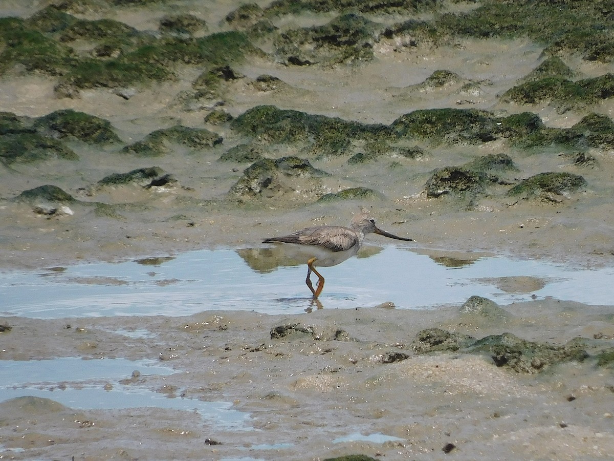 Terek Sandpiper - ML645640908