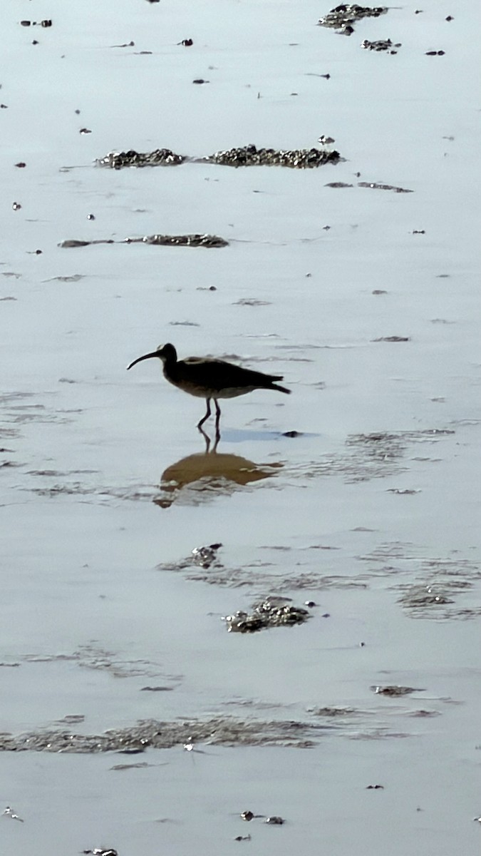 Eurasian Curlew - ML645640909