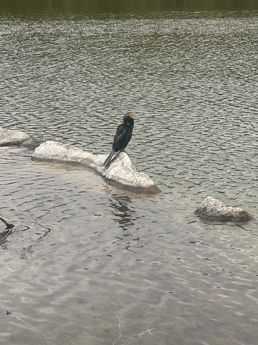 Australasian Darter - ML645640910