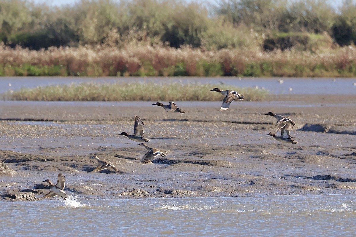 Green-winged Teal (Eurasian) - ML645640911