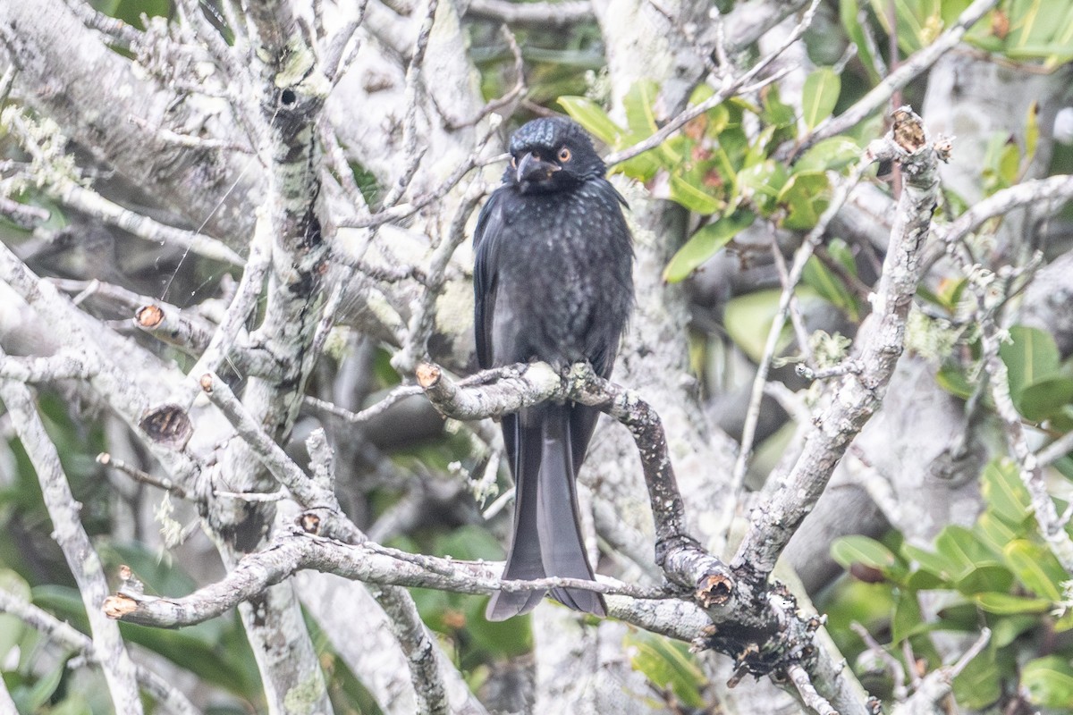 Spangled Drongo - ML645640913