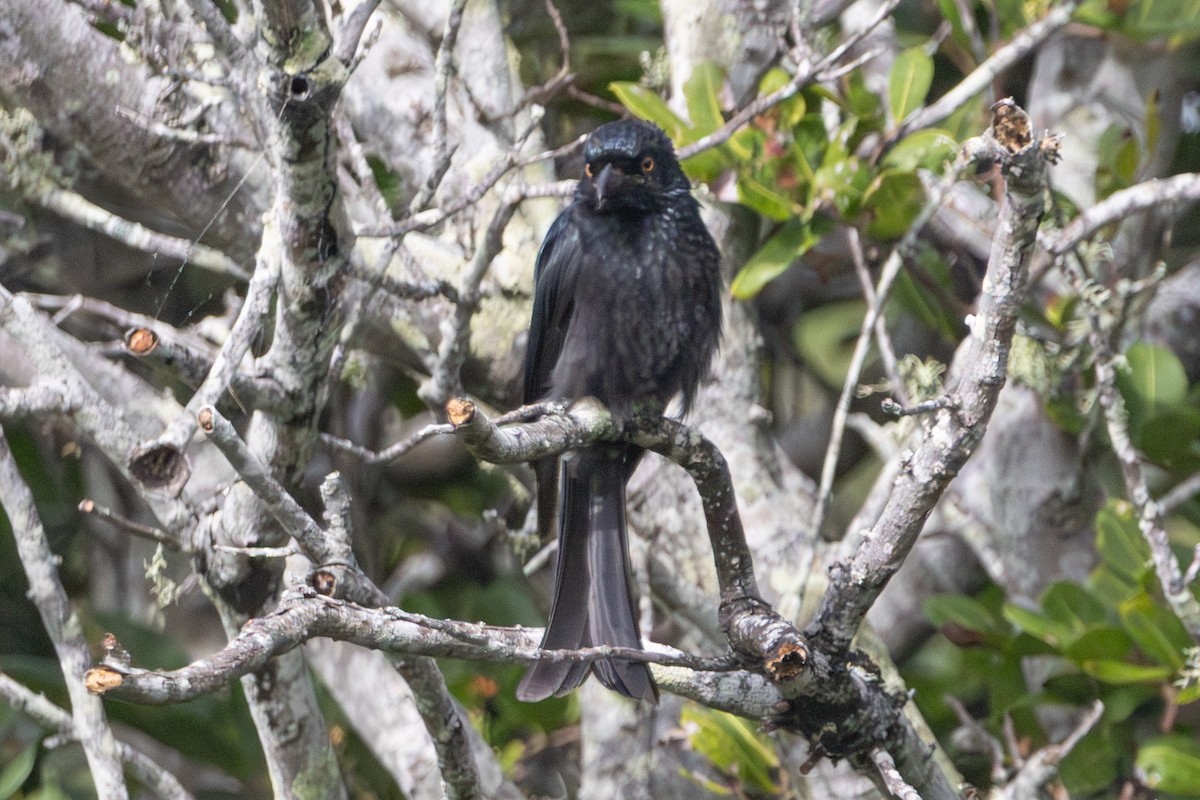 Spangled Drongo - ML645640914