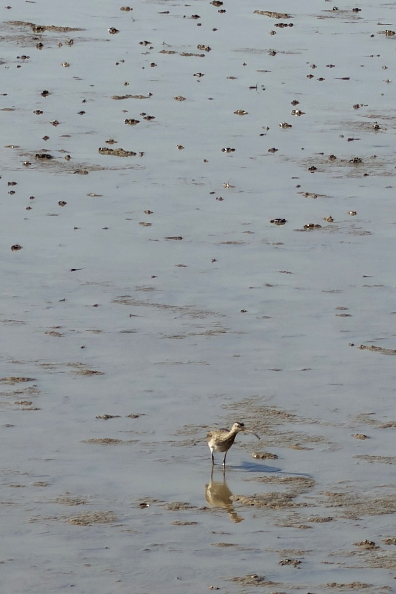 Eurasian Curlew - ML645640915