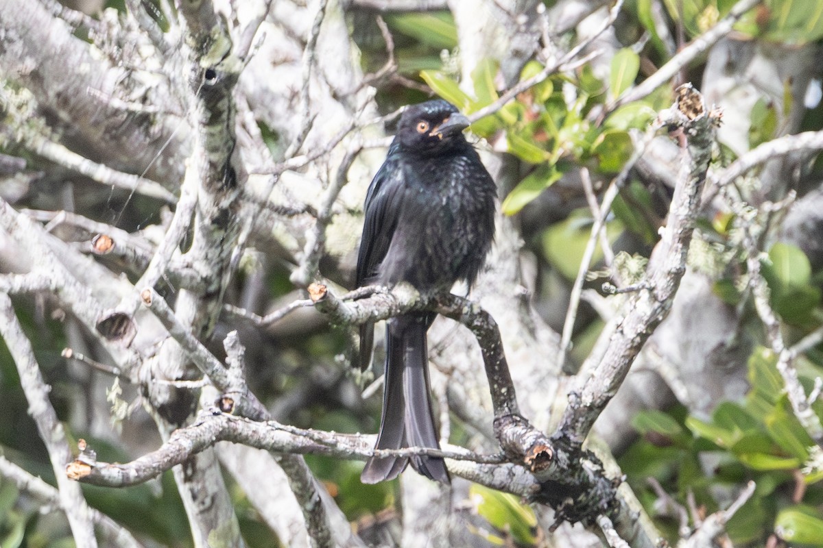 Spangled Drongo - ML645640916