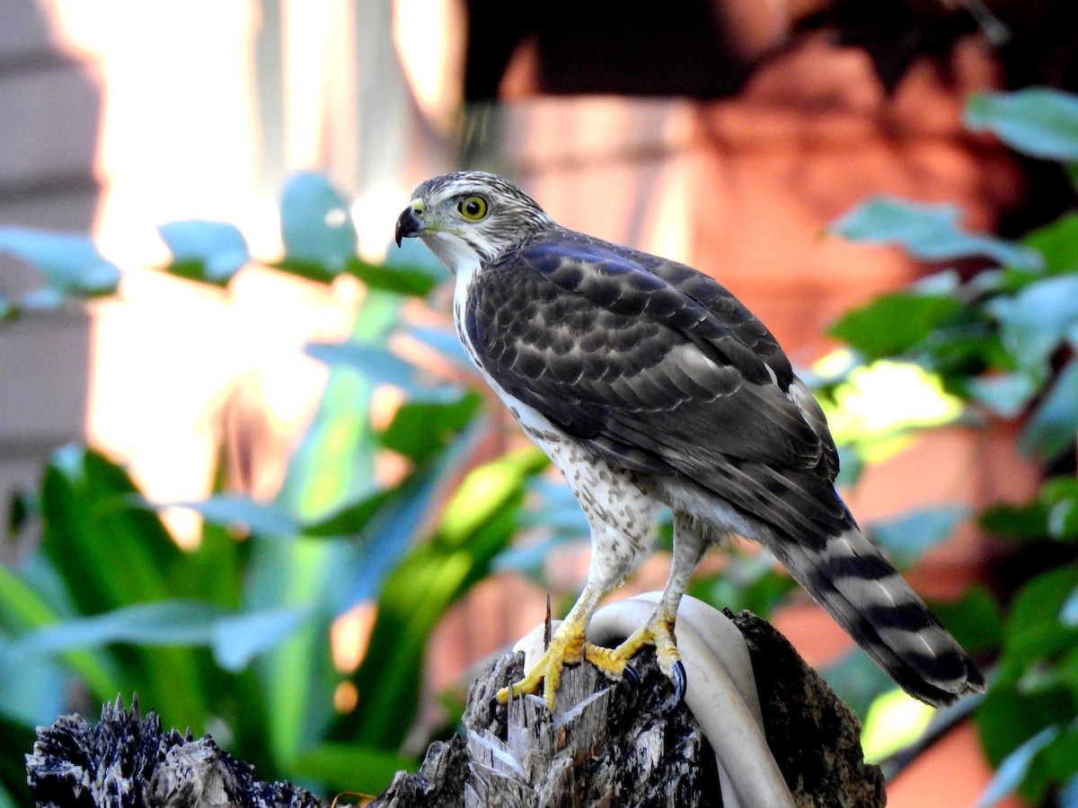 Crested Goshawk - ML645640922