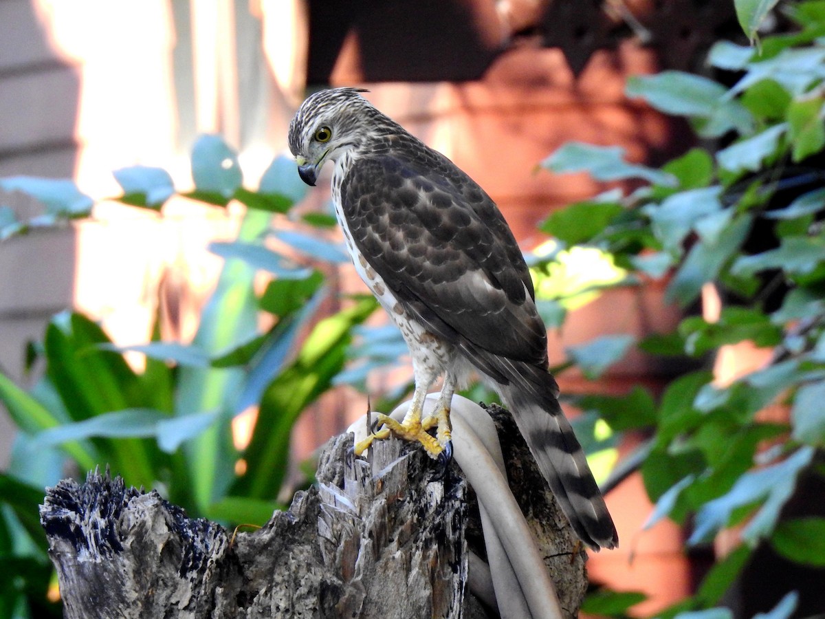 Crested Goshawk - ML645640925