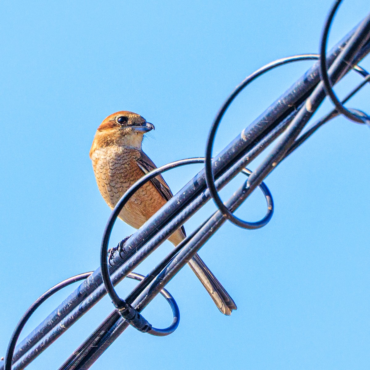 Bull-headed Shrike - ML645640926