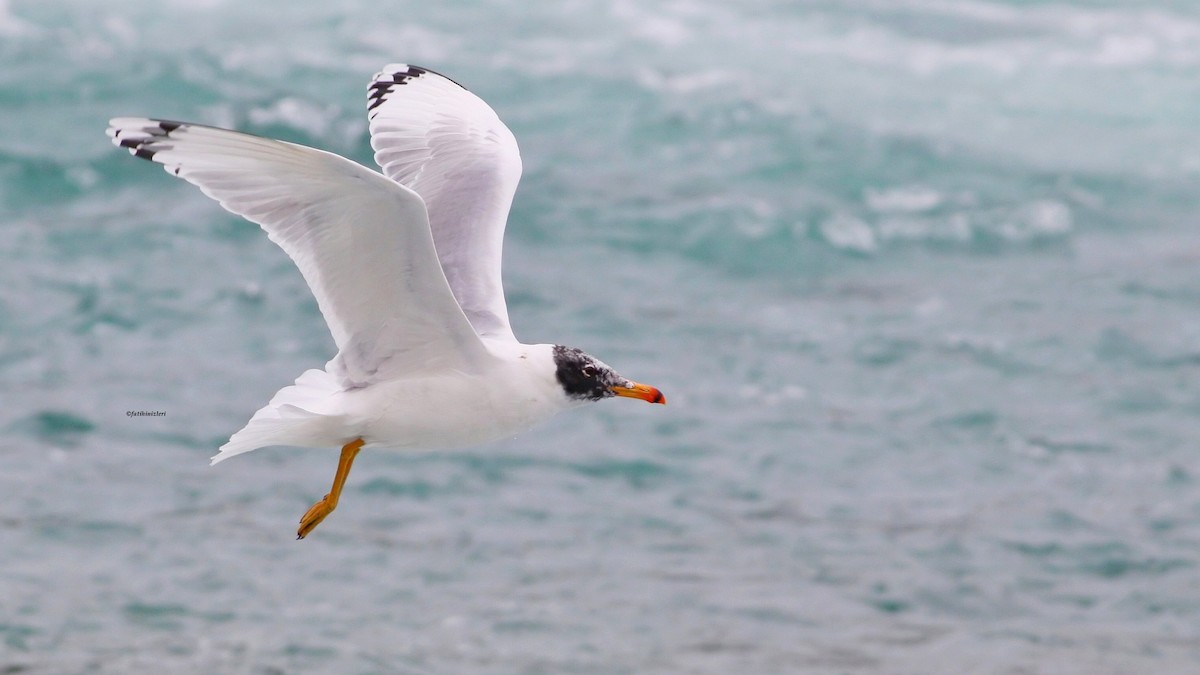 Pallas's Gull - ML645640930
