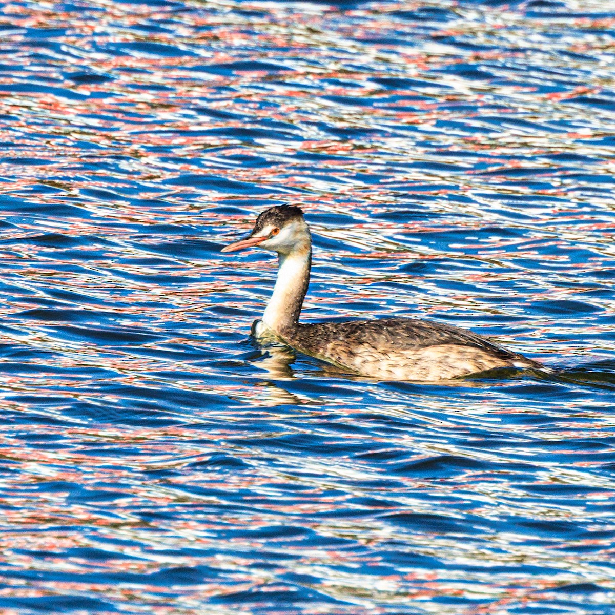 Great Crested Grebe - ML645640931