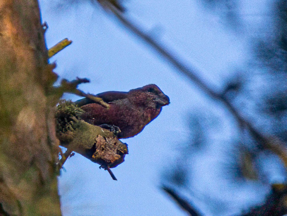 Шишкар сосновий - ML645640938