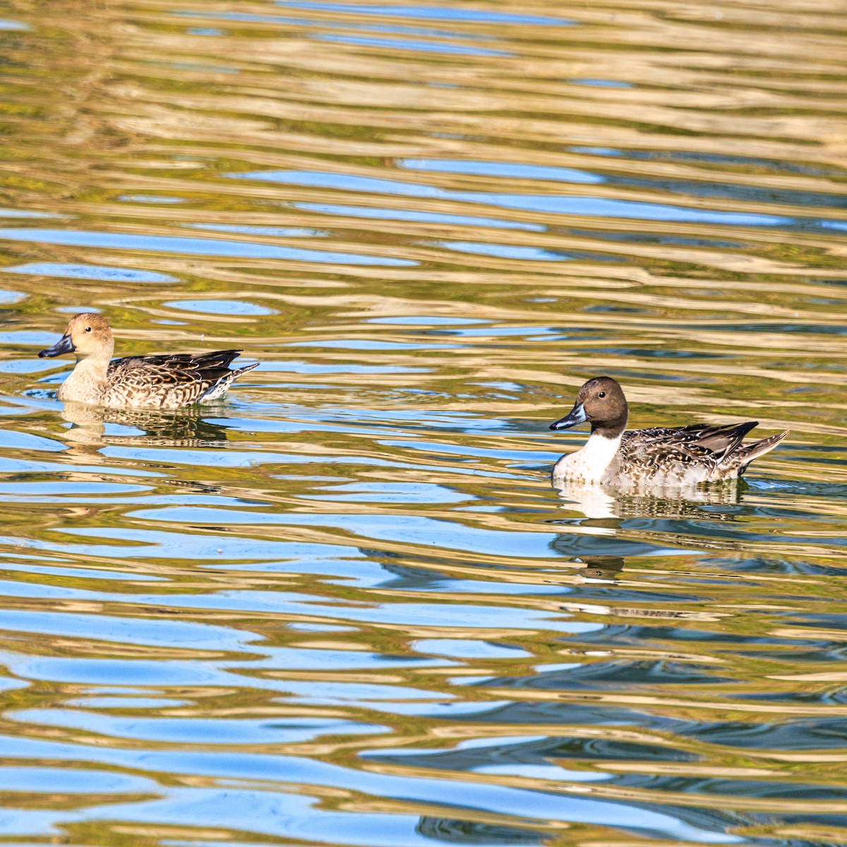 Northern Pintail - ML645640939
