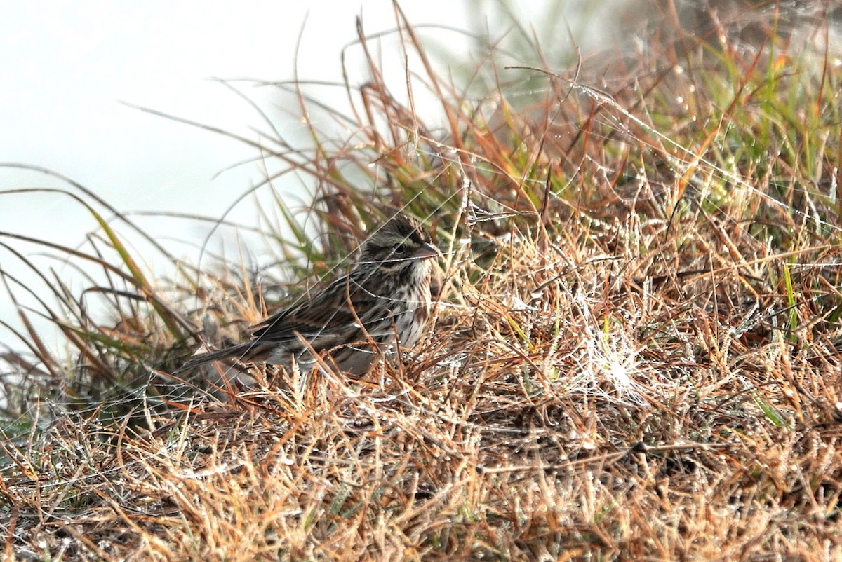 Savannah Sparrow - ML645640945