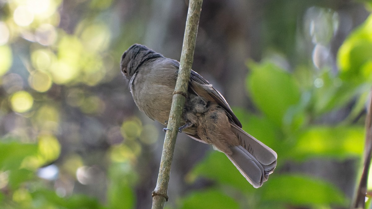 Grayish Mourner - ML645640946