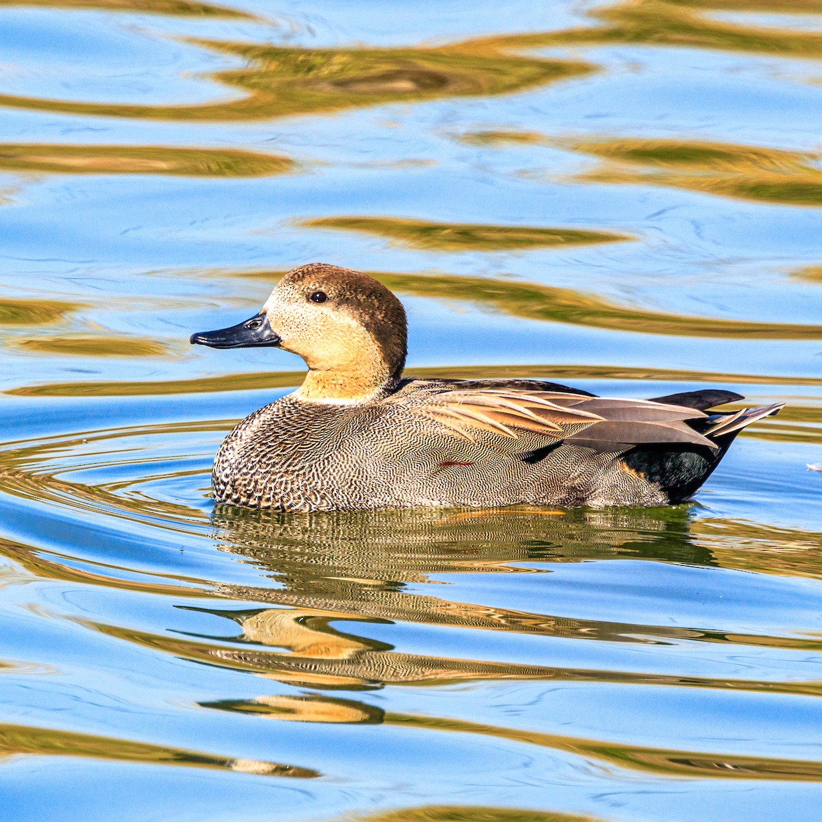Gadwall - ML645640948