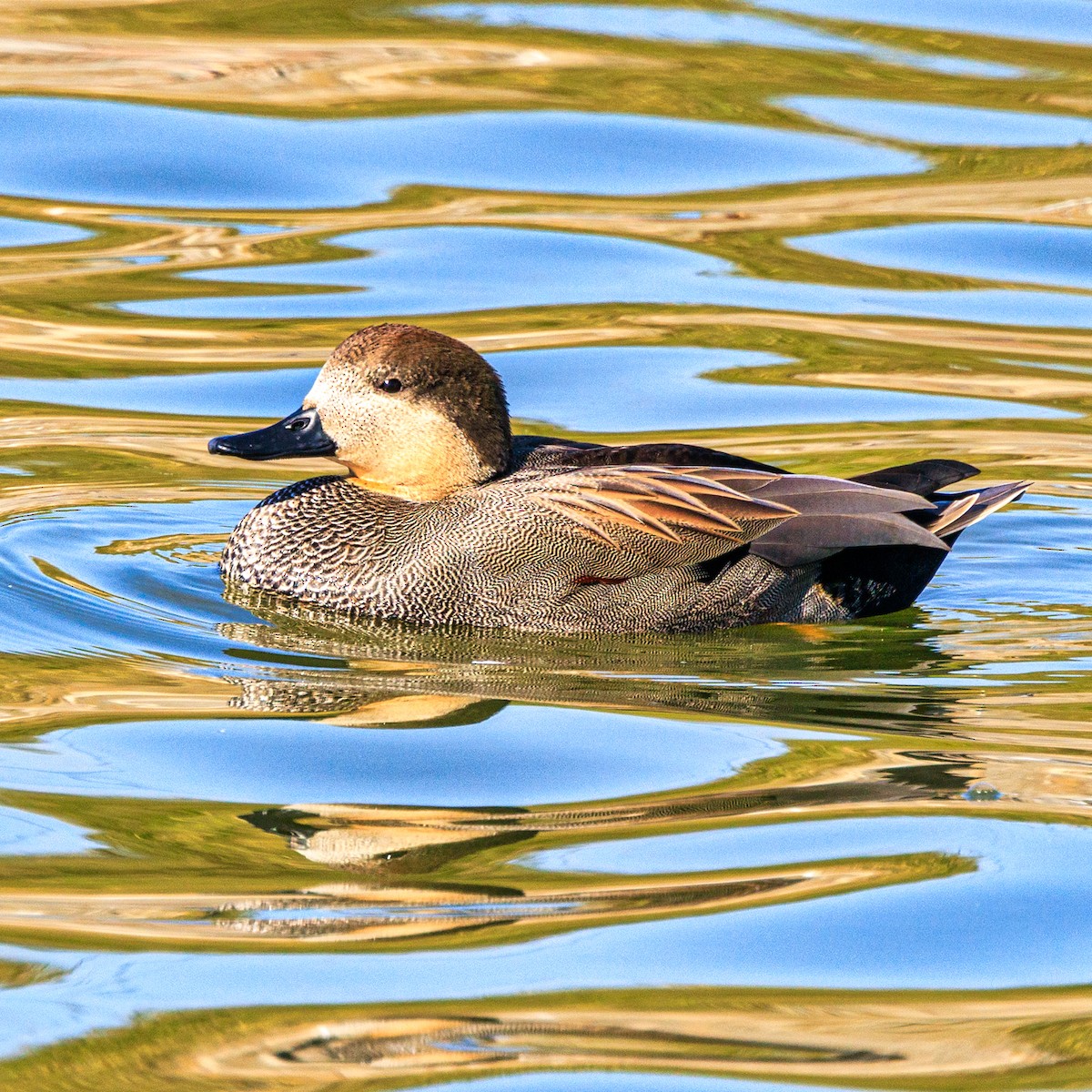 Gadwall - ML645640949