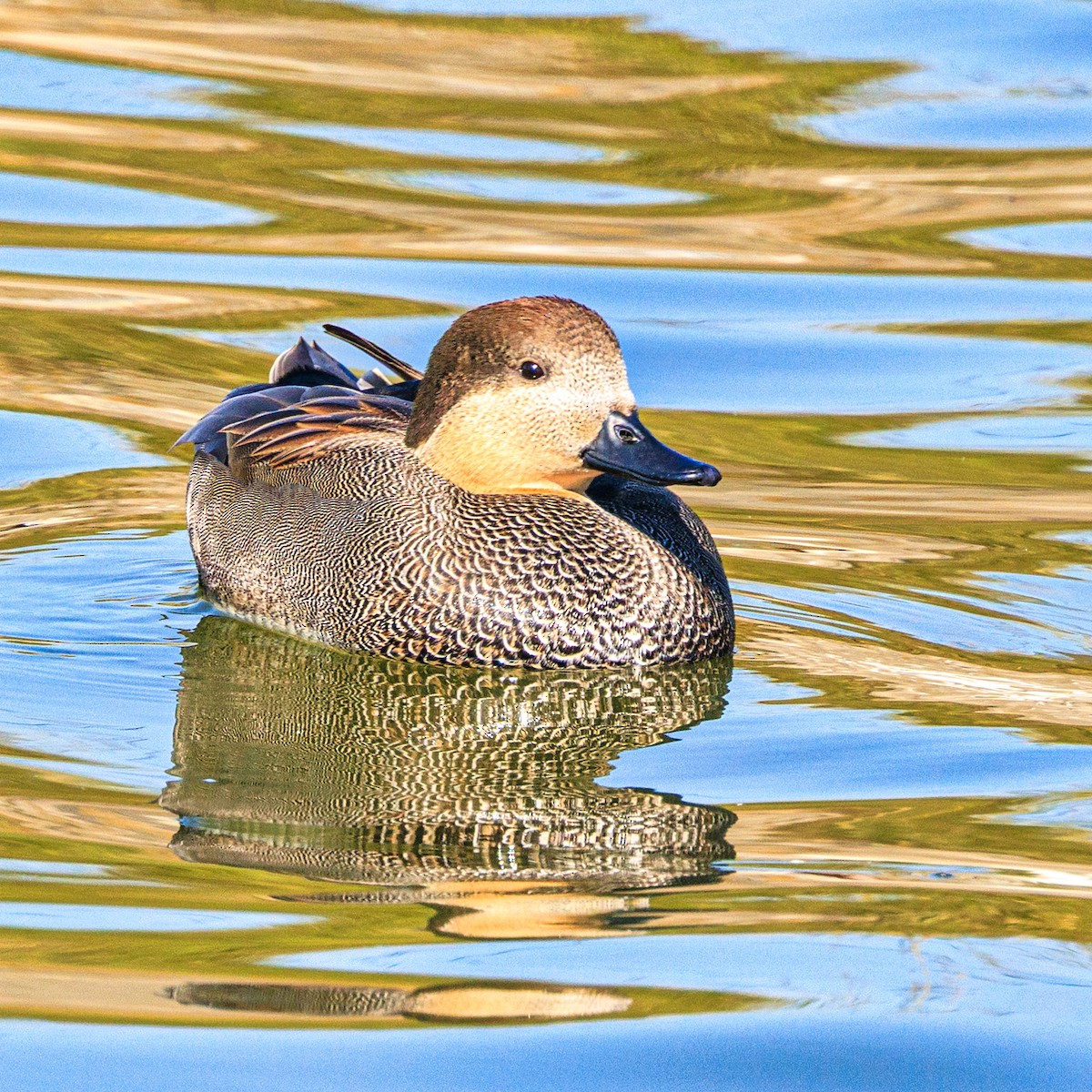 Gadwall - ML645640951