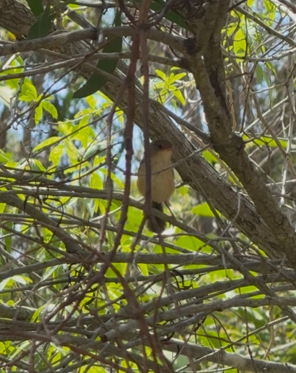 Red-backed Fairywren - ML645640952
