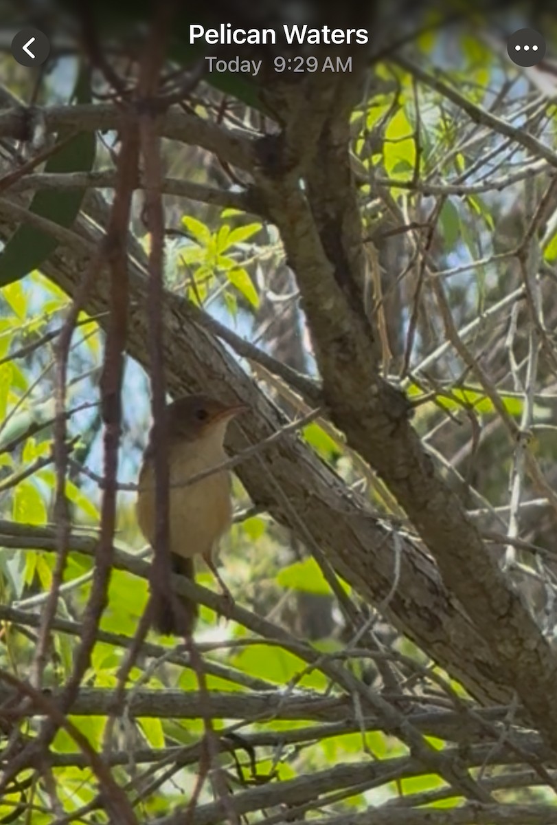 Red-backed Fairywren - ML645640953