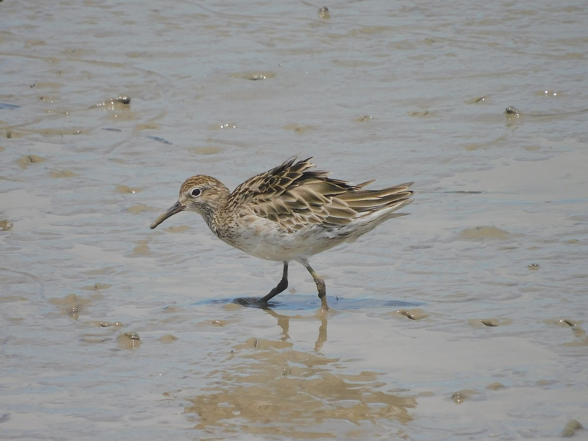 Sharp-tailed Sandpiper - ML645640977